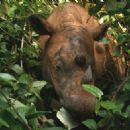 Way Kambas National Park