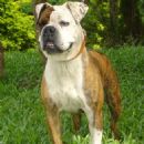 Serrano Bulldog