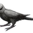Taxa named by Daniel T. Holyoak