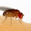Insect immunity