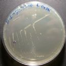 Bacteria described in 1916