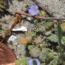 Phacelia stellaris