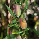 Endemic flora of Tasmania