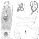 Animals described in 1937