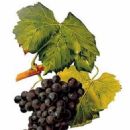 Spanish wine