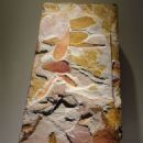 Prehistoric life of Australia