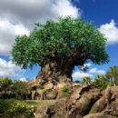 Disney's Animal Kingdom