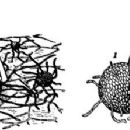 Fungi described in 2000