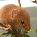 Eurasian harvest mouse