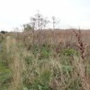 Rainham Marshes Nature Reserve
