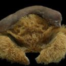 Taxa by New Zealand author