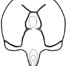 Animals described in 1966
