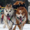 2010s in sports in Alaska