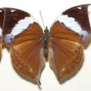 Butterflies described in 1885