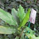 Plants described in 1949