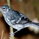 Taxa named by Cameron B. Kepler