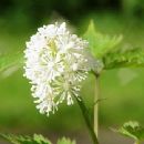 Flora of Yukon