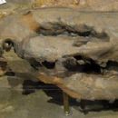 Hyaenodonts