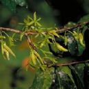 Taxa named by Bine Xue