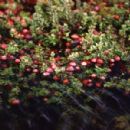 Crops originating from Canada