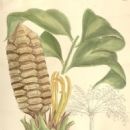 Taxa named by Alexander Braun