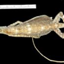 Draco mindanensis