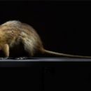 Fauna of Martinique
