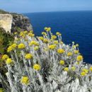 Endemic flora of Malta