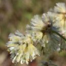 Taxa named by Alfred Moquin-Tandon