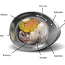 Amniotic sac