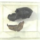 Vertebrate tribes