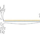 Action potential