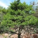 Taxa named by Diane Mary Bridson