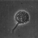 Bacteria described in 1973