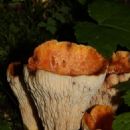 Poisonous fungi