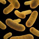 Bacteria described in 1939