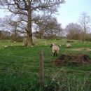 Deserted medieval villages in Norfolk