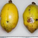 Taxa named by Adolpho Ducke