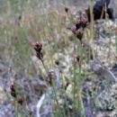 Taxa named by Dennis Ivor Morris