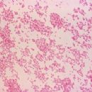 Bacteria described in 1930