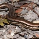 Taxa named by Caitlin E. Conn