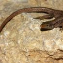 Taxa named by Dennis Rödder