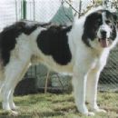 Bucovina Shepherd Dog