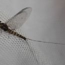 Insects described in 1885