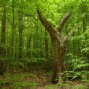 Euxine-Colchic deciduous forests