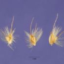 Taxa named by A. S. Hitchcock