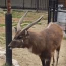 Sitatunga