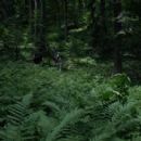 The Forest (2016)