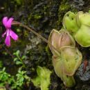 Flora of the State of Mexico