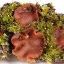 Fungi described in 1961
